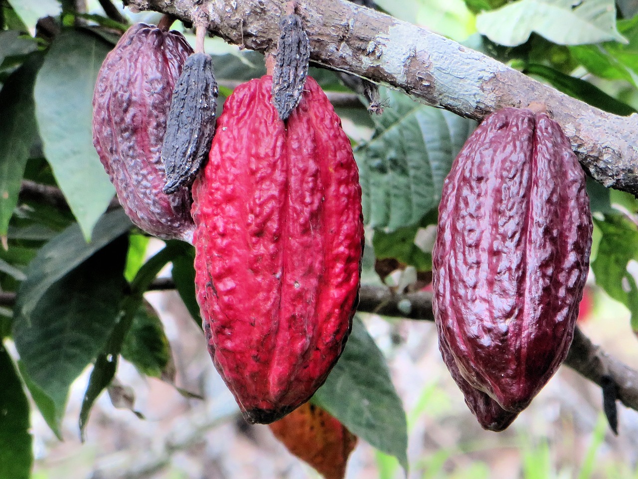 cacao