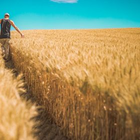 Trigo y agricultores